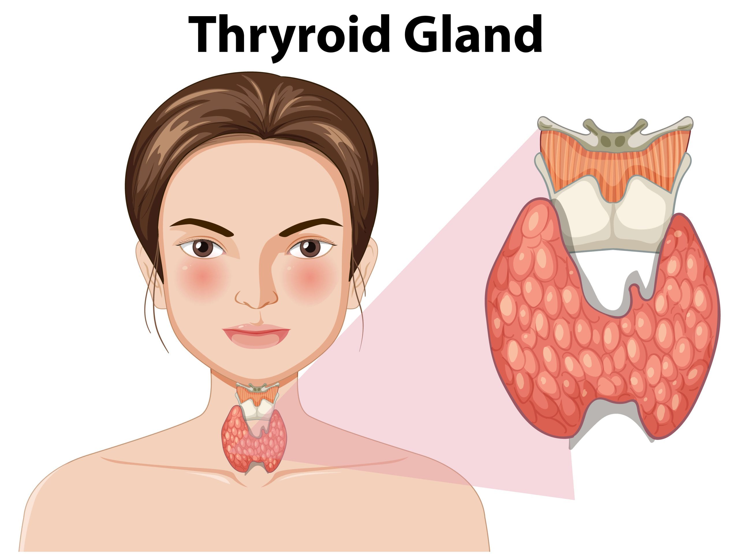Thyroid Gland