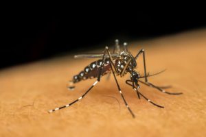Hematología completa para diferenciar dengue, zika y chikungunya en laboratorio - Complete blood count to differentiate dengue, zika, and chikungunya in laboratory