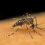 Hematología completa para diferenciar dengue, zika y chikungunya en laboratorio - Complete blood count to differentiate dengue, zika, and chikungunya in laboratory