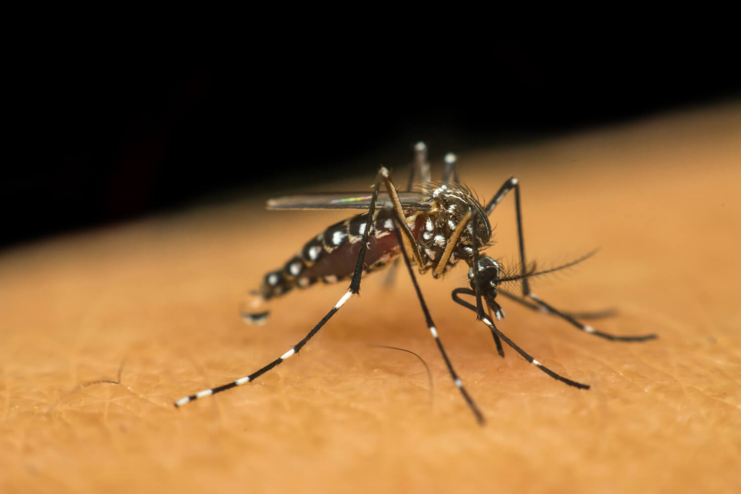 Hematología completa para diferenciar dengue, zika y chikungunya en laboratorio - Complete blood count to differentiate dengue, zika, and chikungunya in laboratory